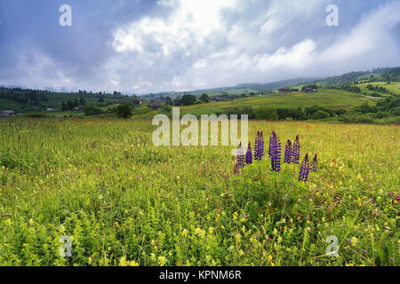 Lupine blumen Bush auf Frühling Wiese in den Bergen Stockfoto