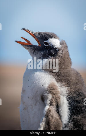 Nahaufnahme von Gentoo Pinguin Küken am Strand Stockfoto