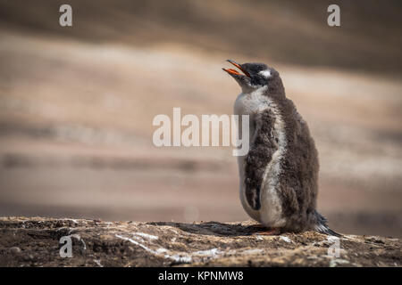 Gentoo Penguin fordern Mutter am Strand Stockfoto