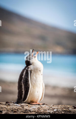 Gentoo Penguin Schindel für Mutter fordert Stockfoto