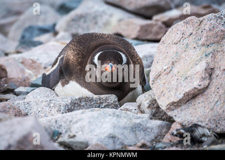 Gentoo Penguin auf Felsen, Blick in die Kamera Stockfoto