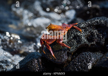 Juvenile Sally Lightfoot Krabben Rock Pool Stockfoto