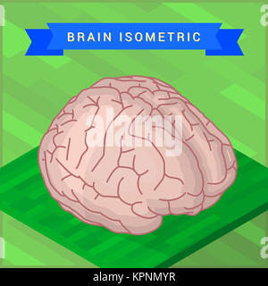 Seitlich des menschlichen Gehirns flach Stockfoto