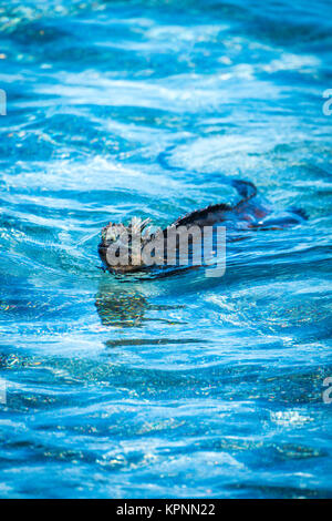 Marine Iguana im seichten Wasser schwimmen Stockfoto