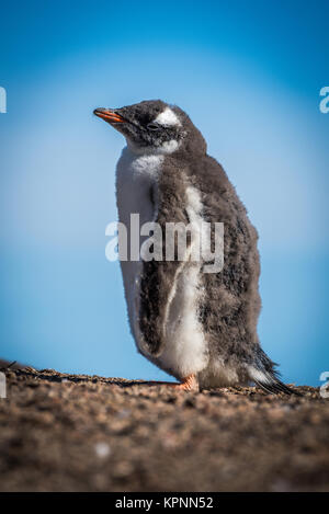 Sonnigen Gentoo Pinguin Küken auf Schindel Horizont Stockfoto
