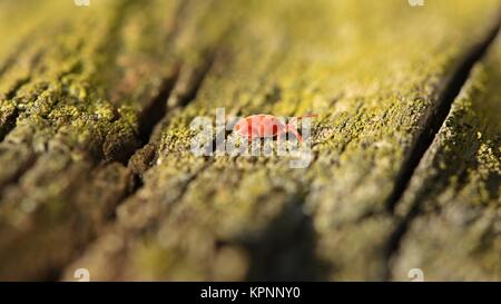 Rote Samtmilbe (trombidium holosericeum) auf Holz Stockfoto