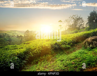 Sonne über Nuwara Eliya Stockfoto