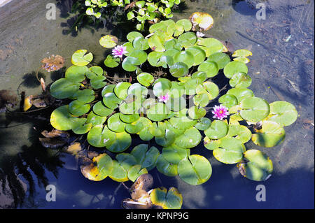 Dekorative Becken Anduze Bambus Garten Stockfoto