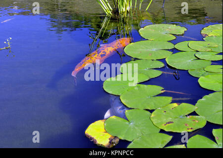 Dekorative Becken Anduze Bambus Garten Stockfoto