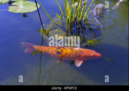 Dekorative Becken Anduze Bambus Garten Stockfoto