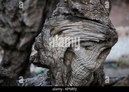 Der Stamm der alten Olivenbäume im Garten Gethsemane, in denen Olivenbäume hunderte von Jahren alt sind am Fuße des Ölbergs in Jerusalem Israel wachsen Stockfoto