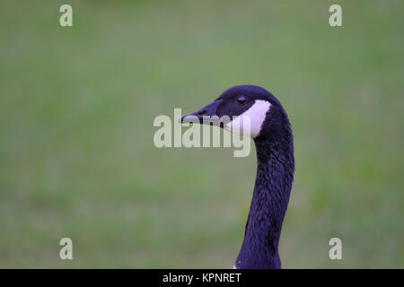 Kanadische Gans Kopf Profil mit Hals, grünem Gras Hintergrund selektiven Fokus Vordergrund Stockfoto