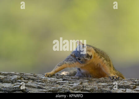 Fuchs Eichhörnchen im Baum komische, ausdrucksstark, lustig, Beobachten Stockfoto