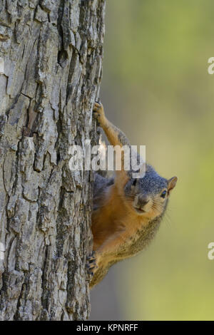 Fuchs Eichhörnchen im Baum komische, ausdrucksstark, lustig, Beobachten Stockfoto