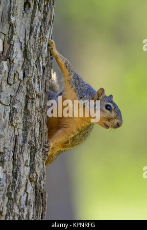 Fuchs Eichhörnchen im Baum komische, ausdrucksstark, lustig, Beobachten Stockfoto