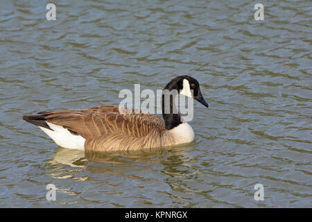 Einsame Kanadische Gans richtig Spiegelung im Wasser schwimmen Stockfoto