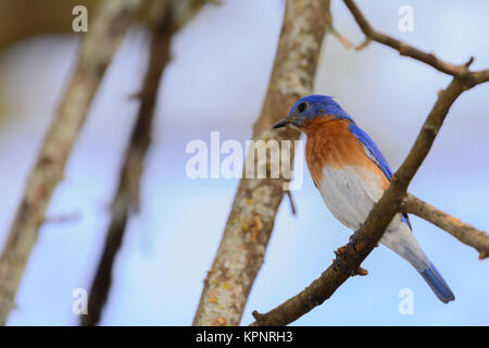 Sehr helle junge Nördlichen Bluebird thront auf einem Zweig mit L Stockfoto