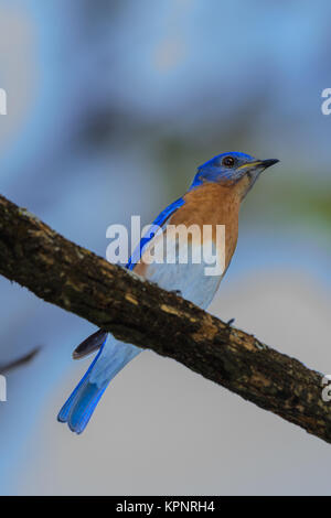 Sehr helle junge Nördlichen Bluebird thront auf einem Zweig mit R Stockfoto