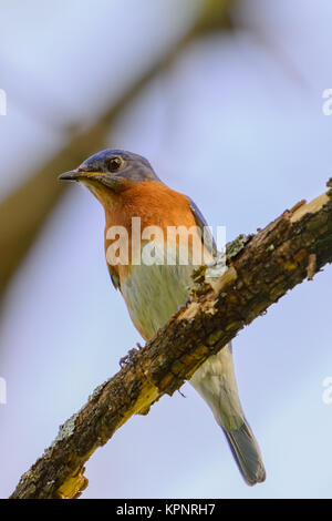 Junge nördlichen Bluebird thront auf einem Zweig bunt mit Blue S Stockfoto