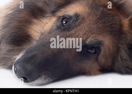 Hund, in der Nähe von Nase und Augen Stockfoto