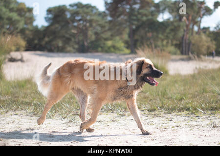 Hund läuft auf sand Stockfoto