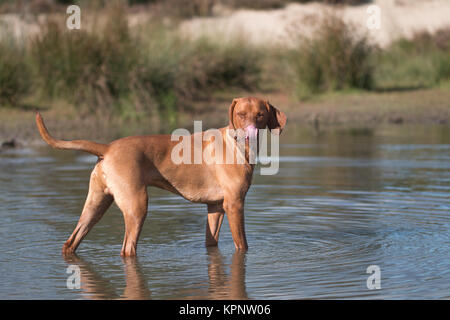 Hund, Vizsla, ungarische Zeiger, im Wasser stehend Stockfoto