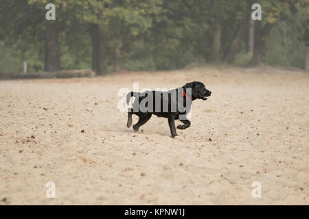 Hund, schwarzer Labrador Retriever in Sand läuft Stockfoto