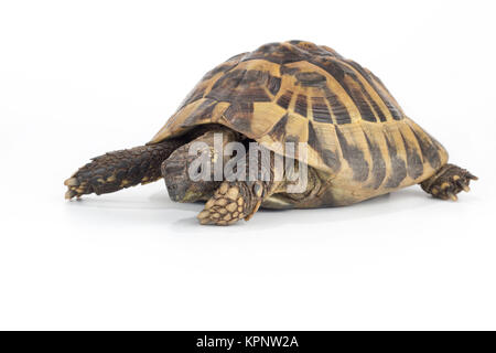 Griechische Landschildkröte, Testudo Hermanni Stockfoto