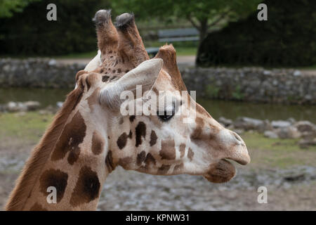 Kopfschuss Giraffe, Nahaufnahme Stockfoto