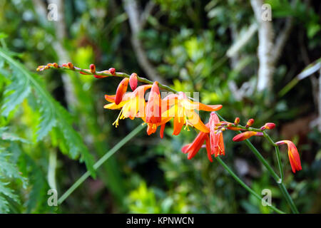 Gold-Montbretie (Crocosmia aurea), Funchal, Madeira, Portugal Stockfoto