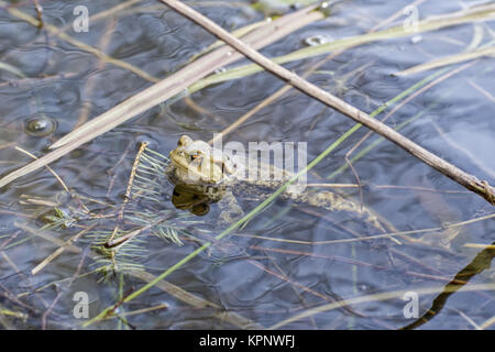 Kröte schwimmend auf dem watertop Stockfoto