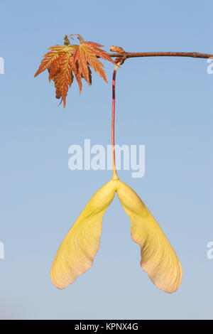 Silber Ahorn (Acer saccharinum) Samen und Blätter im Frühjahr. Die Samen der Ahornhölzer sind auch als Schlüssel oder samaras bekannt. Congaree National Park. Stockfoto