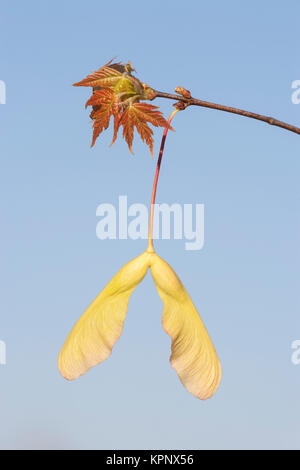 Silber Ahorn (Acer saccharinum) Samen und Blätter im Frühjahr. Die Samen der Ahornhölzer sind auch als Schlüssel oder samaras bekannt. Congaree National Park. Stockfoto