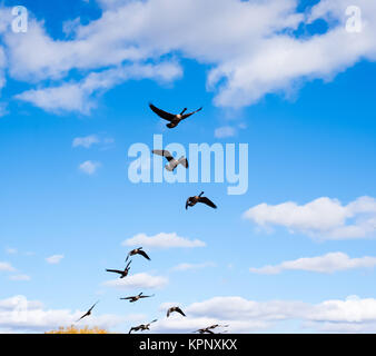 Herde von Kanada Gänse, die in Himmel. Stockfoto