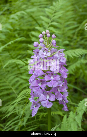 Mehr Violett gesäumt Orchid (platanthera Grandiflora) blühen in einem Farn gefüllt Glade in Weißkopfseeadler State Forest, Pennsylvania, Sommer. Stockfoto