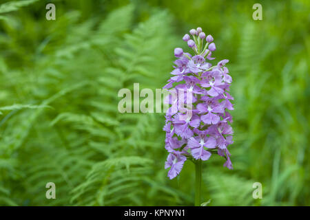 Mehr Violett gesäumt Orchid (platanthera Grandiflora) blühen in einem Farn gefüllt Glade in Weißkopfseeadler State Forest, Pennsylvania, Sommer. Stockfoto