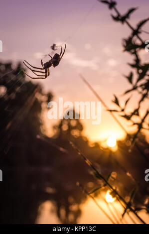 Eine Spinne auf seiner Web bei Sonnenuntergang Stockfoto