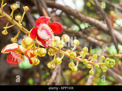 Cannon Ball oder Sal von Indien Blume Stockfoto