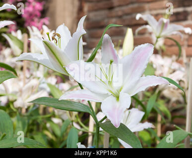 Nahaufnahme der weißen Lilie Blume Stockfoto