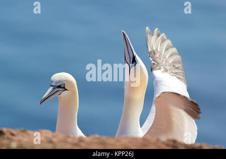 Northern gannet, Vögel in der Liebe Stockfoto