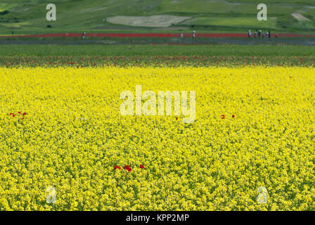 Blüte der Linsen von Castelluccio Di Norcia, Pian Grande, Sibillini Mountains National Park, Umbrien, Italien, Europa Stockfoto