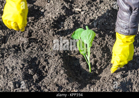 Bauer Pflanzen sprießen von Kohl in gepflügten Boden Stockfoto