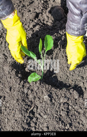 Bauer Pflanzen Schießen von Kohl in gepflügten Böden Stockfoto