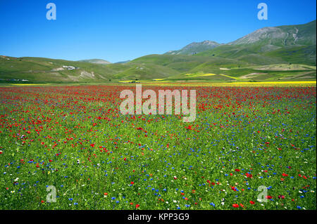 Blüte in Castelluccio Di Norcia, Pian Grande, Sibillini Mountains National Park, Umbrien, Italien, Europa Stockfoto