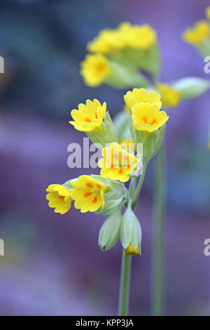 Nahaufnahme einer Teichschiene Gallinula chloropus Stockfoto