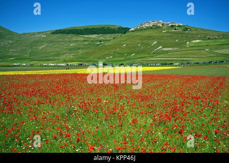 Blüte in Castelluccio Di Norcia, Pian Grande, Sibillini Mountains National Park, Umbrien, Italien, Europa Stockfoto