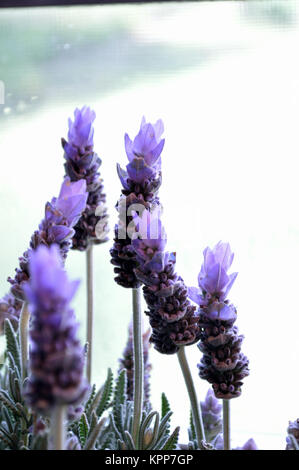 Lavendel Pflanze vor dem Fenster. Stockfoto