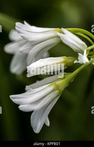 Drei in die Enge getrieben Lauch Stockfoto