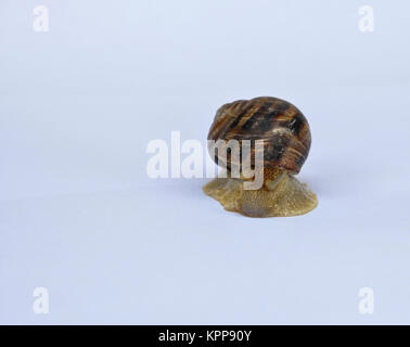 Live Schnecke kriecht auf weißem Hintergrund Stockfoto