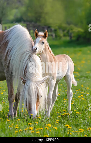 Ein wenig Haflinger Fohlen smooches mit seiner Mutter, Knabbern an ihrer Mähne. Die blonde flaxen Kastanie Pferd Rasse namens auch haffies oder avelignese. Stockfoto